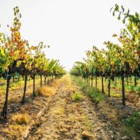 Wine Tasting & Winery Tours
