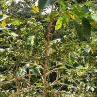 Plantation Tours