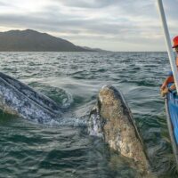 Day Trips & Excursions