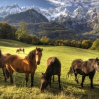Nature & Wildlife