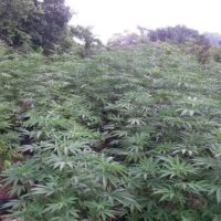 Plantation Tours
