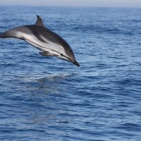 Dolphin & Whale Watching