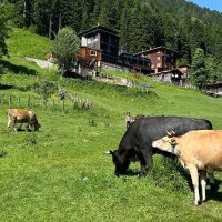 Nature & Wildlife