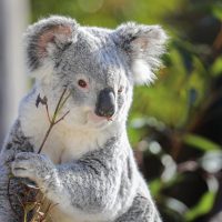 Zoo Tickets & Passes