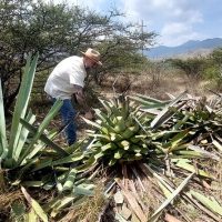 Plantation Tours