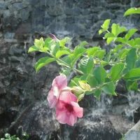 Walking & Biking Tours