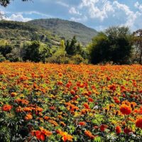Multi-day & Extended Tours
