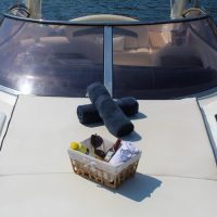 Day Cruises
