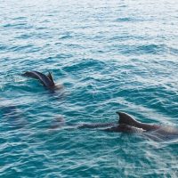 Luxury Tours