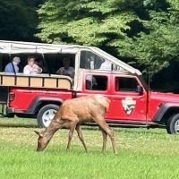 Safaris