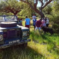Classic Car Tours