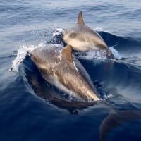 Dolphin & Whale Watching