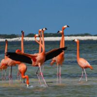 Luxury Tours