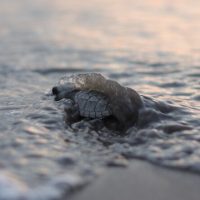 Nature & Wildlife