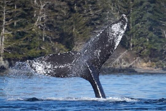 President's Day in Sitka