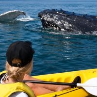 Cruises, Sailing & Water Tours