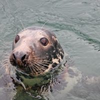 Cruises, Sailing & Water Tours