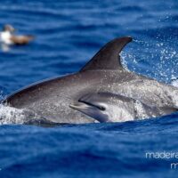 Swim with Dolphins