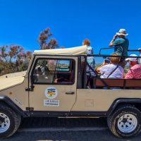 Classic Car Tours
