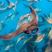 Swim with Dolphins