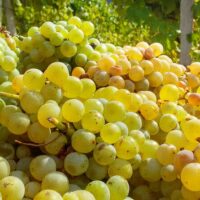 Wine Tasting & Winery Tours