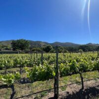 Wine Tasting & Winery Tours