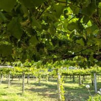 Wine Tasting & Winery Tours
