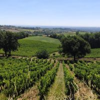 Wine Tasting & Winery Tours
