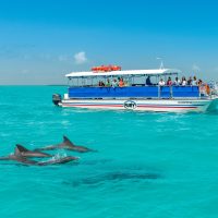 Dolphin Tours