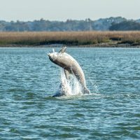 Nature & Wildlife