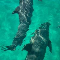 Swim with Dolphins