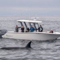 Dolphin & Whale Watching