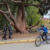 Bike Rentals