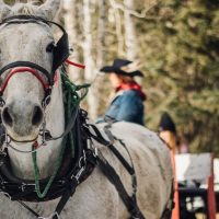Horse Carriage Rides