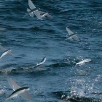 Glass Bottom Boat Tours