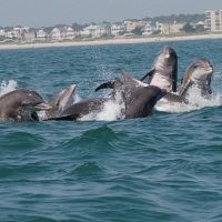 Cruises, Sailing & Water Tours