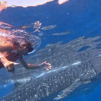 Shark Diving