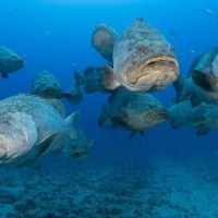 Scuba Diving