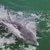 Dolphin & Whale Watching