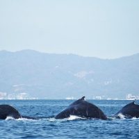 Nature & Wildlife