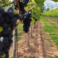 Wine Tasting & Winery Tours