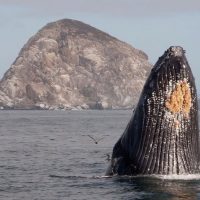 Dolphin & Whale Watching